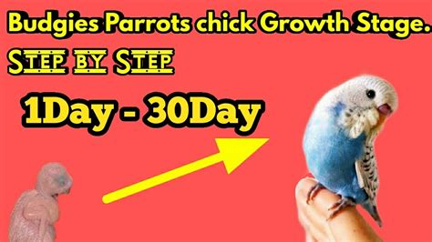 Budgies Parrots Chick Growth Stage 1 Day To 30 Day Step By Step