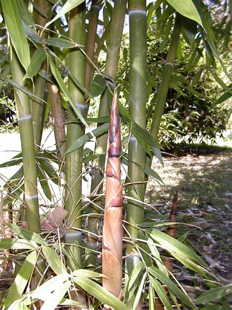 Bamboo Clumping Species Bamboo Australia Sunshine Coast