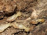 Qld Termites
