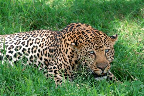 Leopard V Mexican Jaguar Page 6 Carnivora