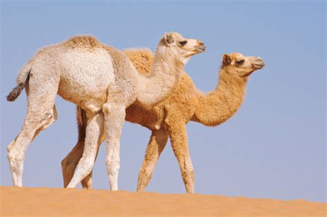 Dromedary Camel On Emaze