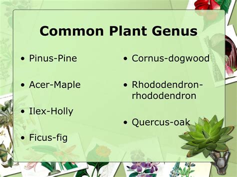 Ppt Scientific Classification Of Plants Powerpoint Presentation Free