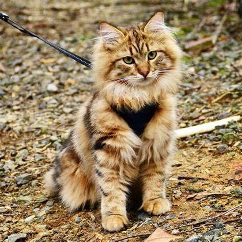 Norwegian Forest Cat Amazing Pets For You
