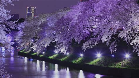 Yozakura Cherry Blossoms Illuminated At Night The Official Tokyo Travel Guide Go Tokyo
