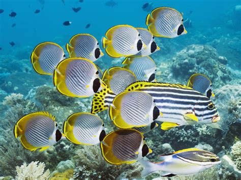 Hd Wallpaper Underwater Swim Ocean Coral Fish : Wallpapers13.com