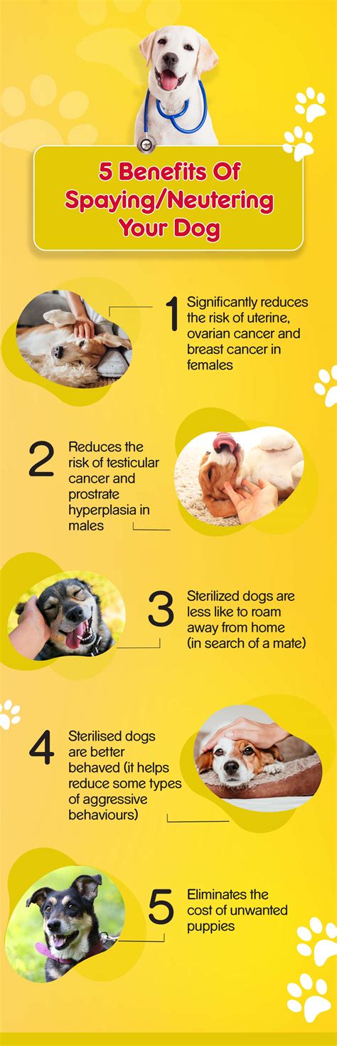 Benefits Of Spayingneutering Your Dog