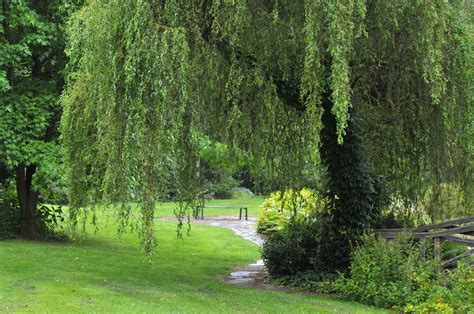 How To Grow And Care For Corkscrew Willow