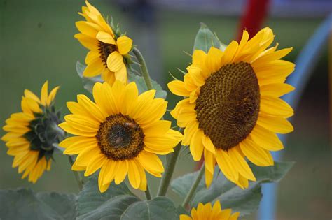 Beautiful Flower Wallpaper With Sunflowers In Garden Hd
