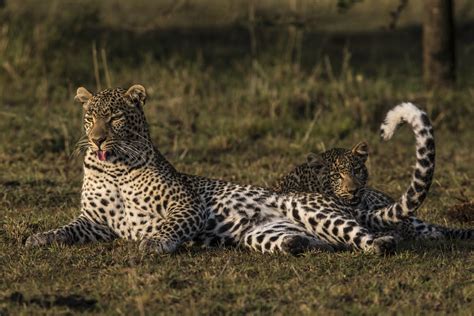 Running wild with bear grylls. Jade Eyed Leopard Documentary Kicks Off Big Cat Week at ...