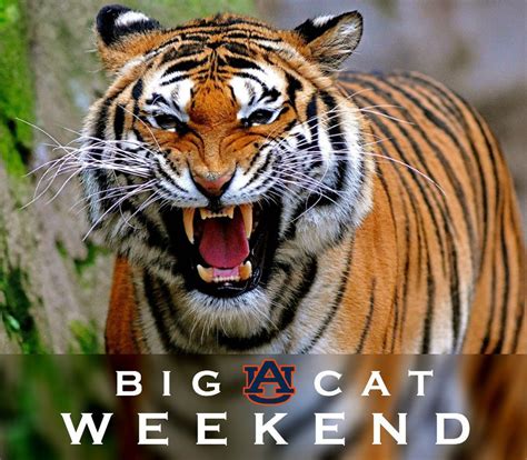 This playlist includes audio clips of all the great and beautiful big cats like lions, pumas, cougars and more. 6 things you need to know about Auburn's Big Cat Weekend ...