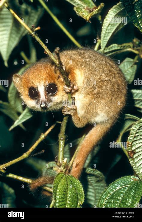 Mouse Lemur Microcebus Worlds Smallest Monkey Madagascar Africa