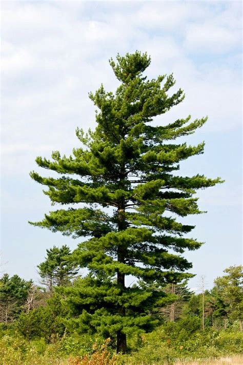 White Pine 50 80 Tall 20 40 Wide Evergreen No Blooms Plant In Full