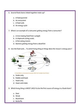 Food Chains & Food Webs ASSESSMENT 4th Grade Science by Cammie's Corner