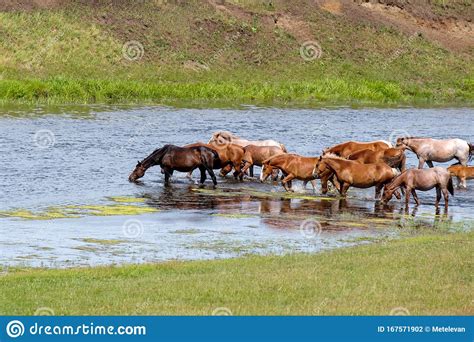 Many Horses Drink Water Standing In The River Small And Large Stock