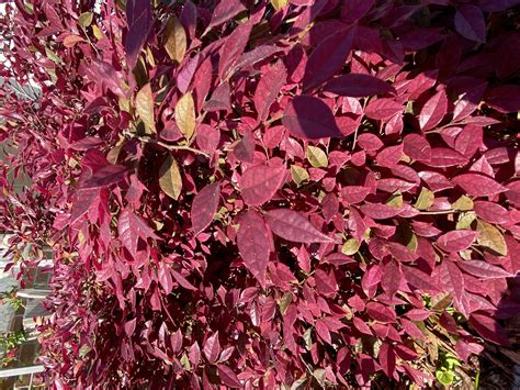 Free shipping on qualified orders. Buy Purple Daydream Dwarf Loropetalum - FREE SHIPPING - 3 ...