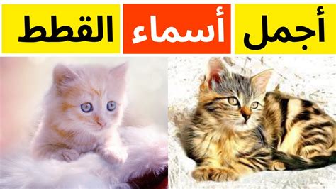 اجمل اسماء اسماء القطط بالعربية