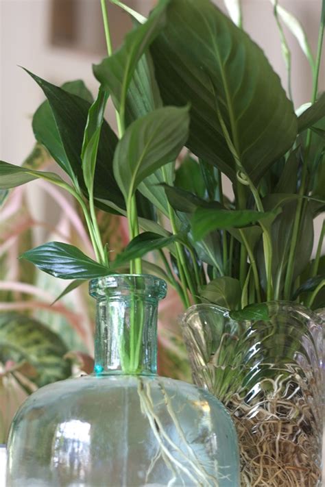 How To Propagate Peace Lily In Water Soil And More Houseplant Central