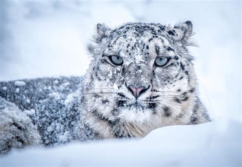Download Snow Muzzle Winter Animal Snow Leopard Hd Wallpaper