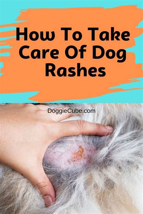 What Can I Put On My Dogs Rash