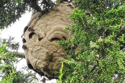 Huge Asian Hornets Nest Spotted In The Uk For The First