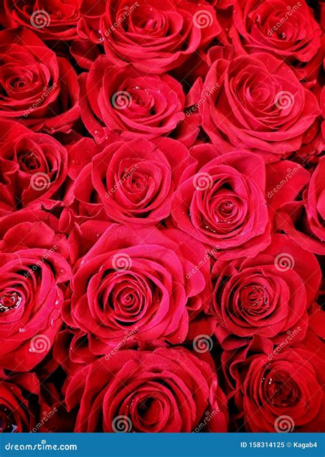 A Closeup Of Bunch Of Red Roses Bouquet Of Roses With Dew Drops Stock