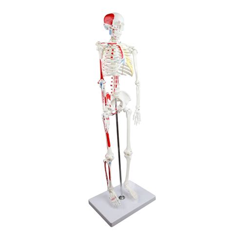 Walter Half Size Skeleton Wmuscles