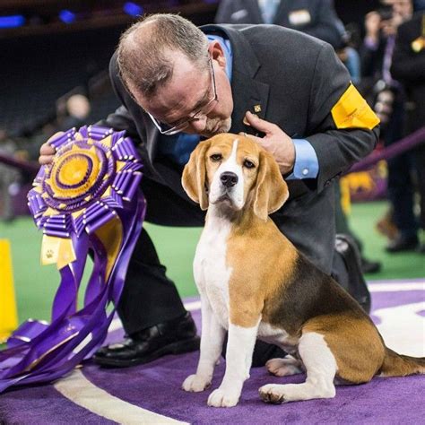 Almaraye Westminster Dog Show Beagle Beagle Dog