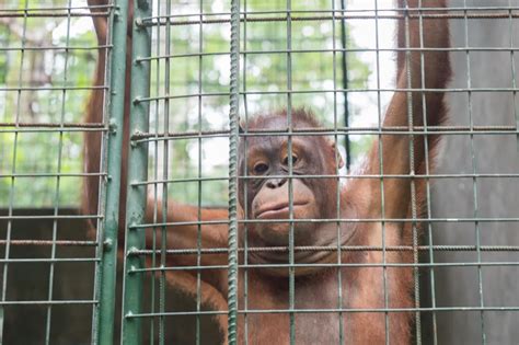 7 Animal Cruelty Facts And What You Can Do To Change The Statistics