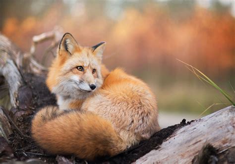 Red Fox In Autumn Foxes Photo 40239940 Fanpop