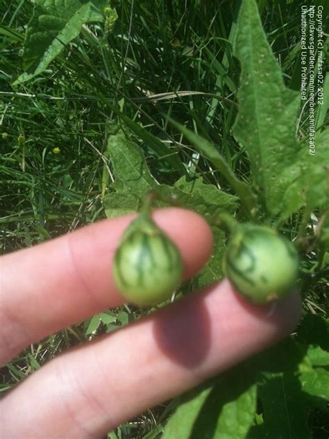 Plant Identification Closed Wild Watermelon Plant Id Needed 4 By
