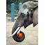 Elephant Conditions At Woodland Park Zoo To Get Public Review