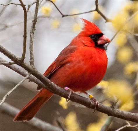 Northern Cardinal Cardinalis Cardinalis Cardinal Birds Red Birds