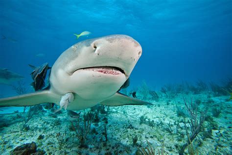 Lemon Shark Negaprion Brevirostris Bahamas Atlantic Ocean David