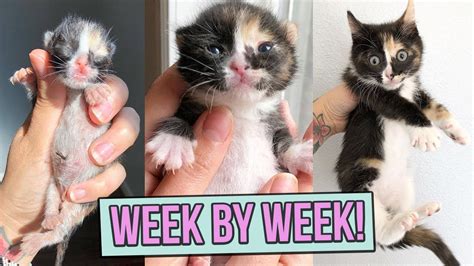 Video The Growth Of Kittens Week By Week