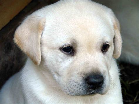 Labrador Puppy Dog Face Eyes Sadness Wallpaper Coolwallpapersme