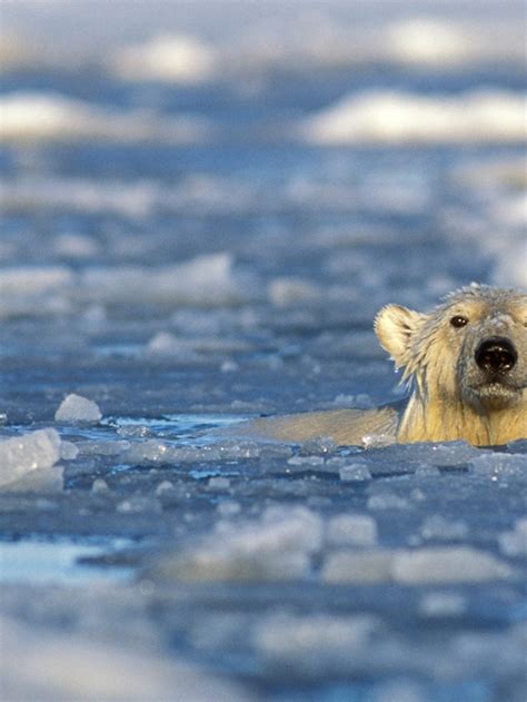 Polar Bear Swimming In Ice