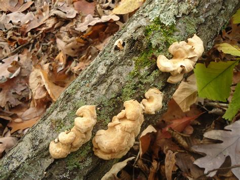 Fungus Growing On Tree Trunk Image Free Stock Photo