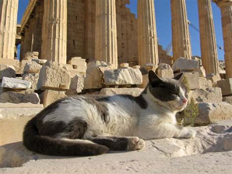 The Plight Of The Feral Cats Of Greece Saving Earth Encyclopedia