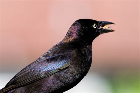 Common Grackle Yard Birds That Come To My Feeder Larry Crovo Flickr