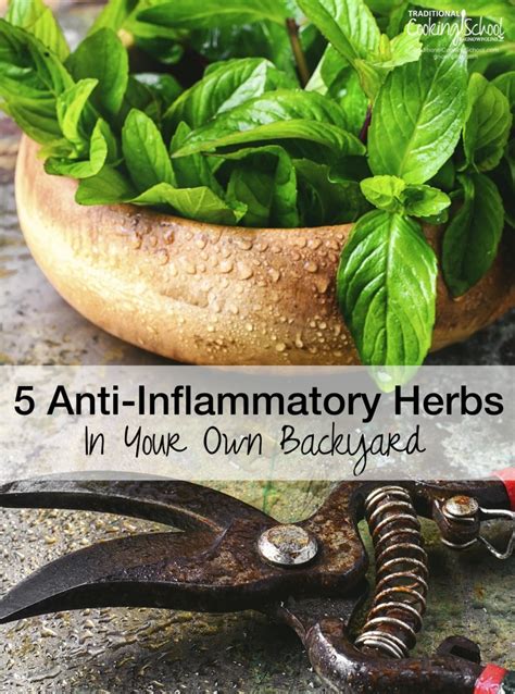 5 Anti Inflammatory Herbs In Your Own Backyard