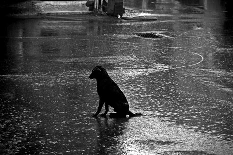 Dog In Rain Monsoon Rains Fall As Lone Dog Sits On Mall Ro Flickr