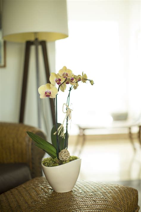 Orchid Care In The Fall — Your Orchid Questions