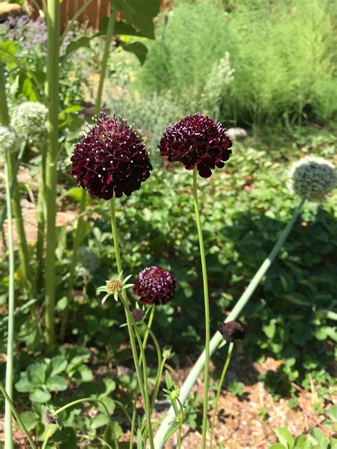 Black Knight Scabiosa Seeds Scabiosa Atropurpurea Etsy Canada