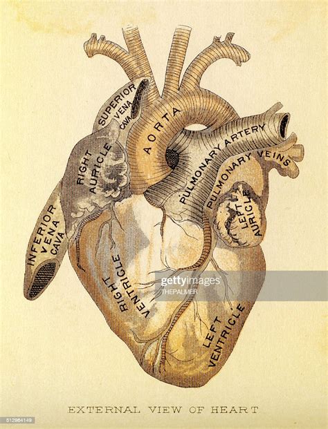 Human Heart Anatomy Drawing High Res Vector Graphic Getty Images
