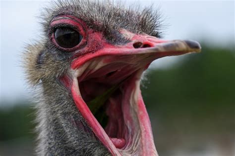 Premium Photo The Muzzle Of An Adult Ostrich With An Open Mouth