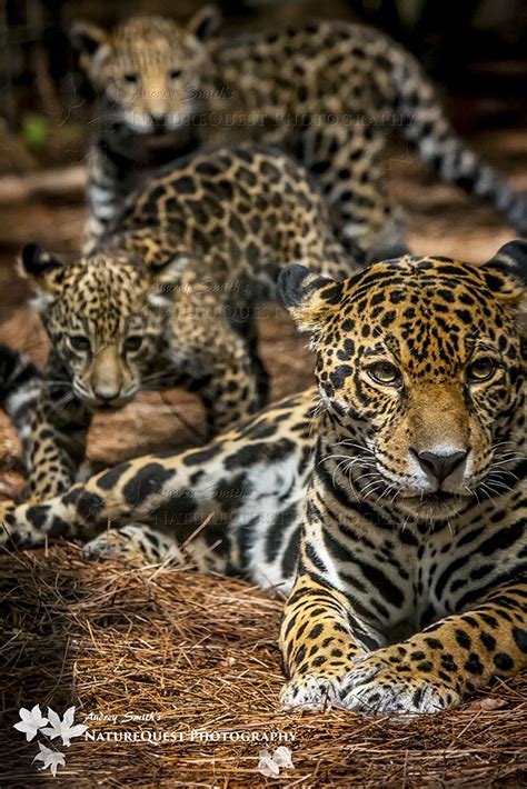 Jaguar Cubs Out With Mom Daily At Brevard Zoo