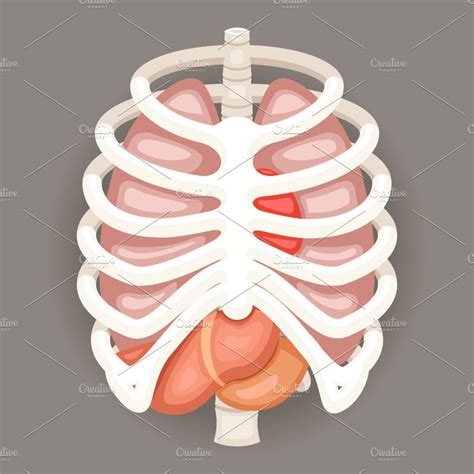 Intensive care physiotherapy programme confidently assess and manage patients within the intensive care unit powered by. Rib Cage Lungs ~ Illustrations ~ Creative Market