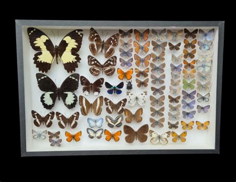 Butterfly Collection In Glazed Display Case Scientific Catawiki