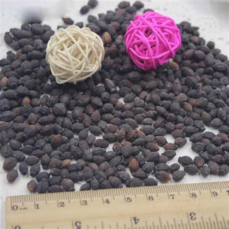 Rare Pink Jasmine Seeds Fragrant Plant Mirabilis Jasmine Seeds Bonsai