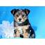 Morkie Puppies For Sale  Puppy Adoption Keystone